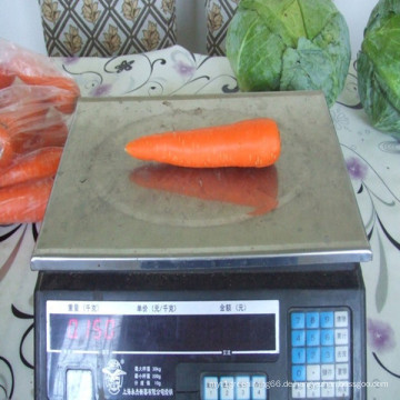 2016 Shandong Frische Karotten mit Niedrigstem Preis